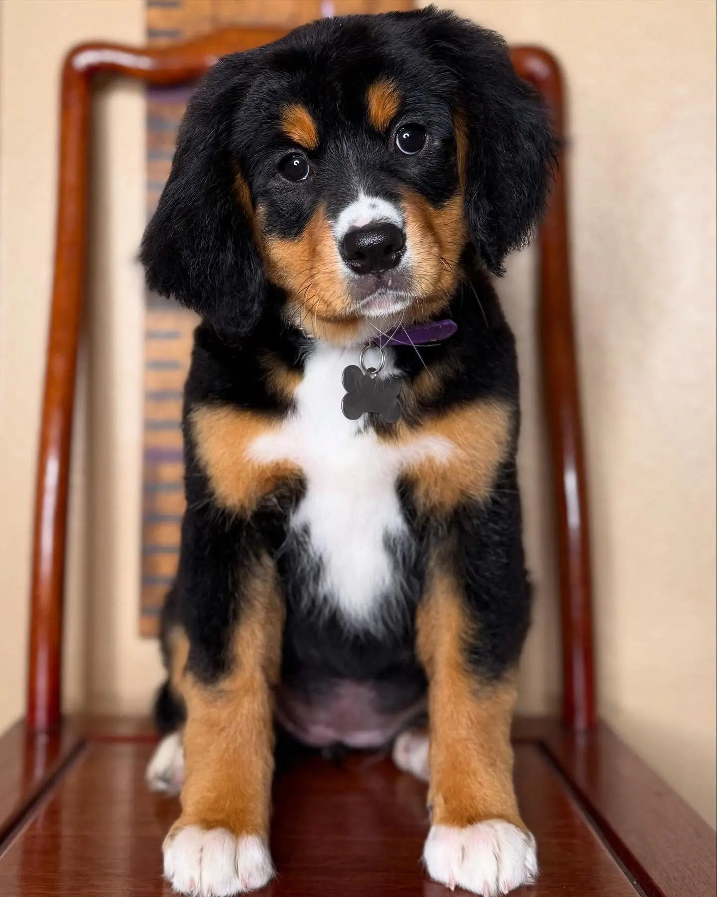 Bernese Mountain Dog puppies for sale at BerneseBuddy