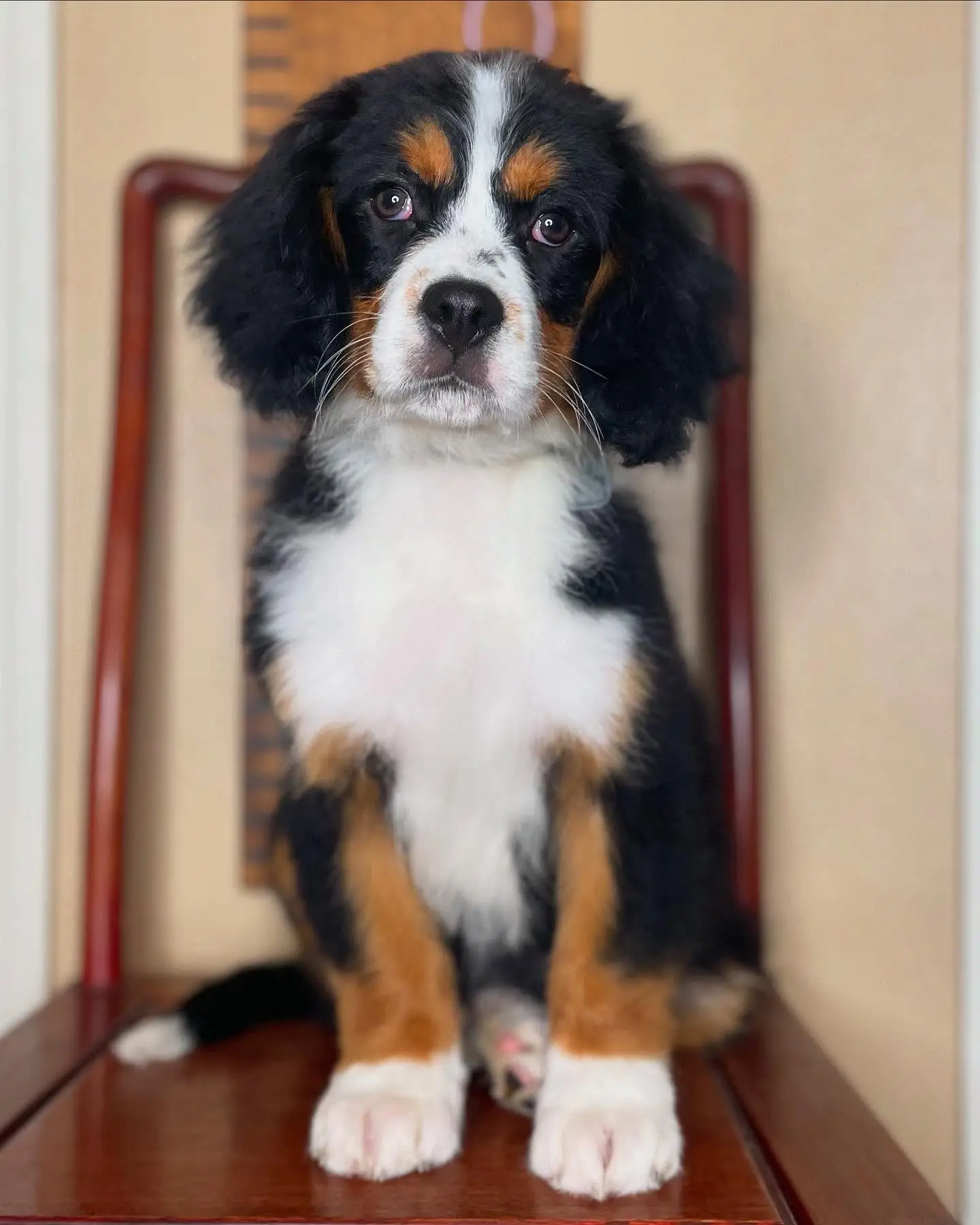 Male Bernese Mountain Dog puppy Gumbo ready for his forever home