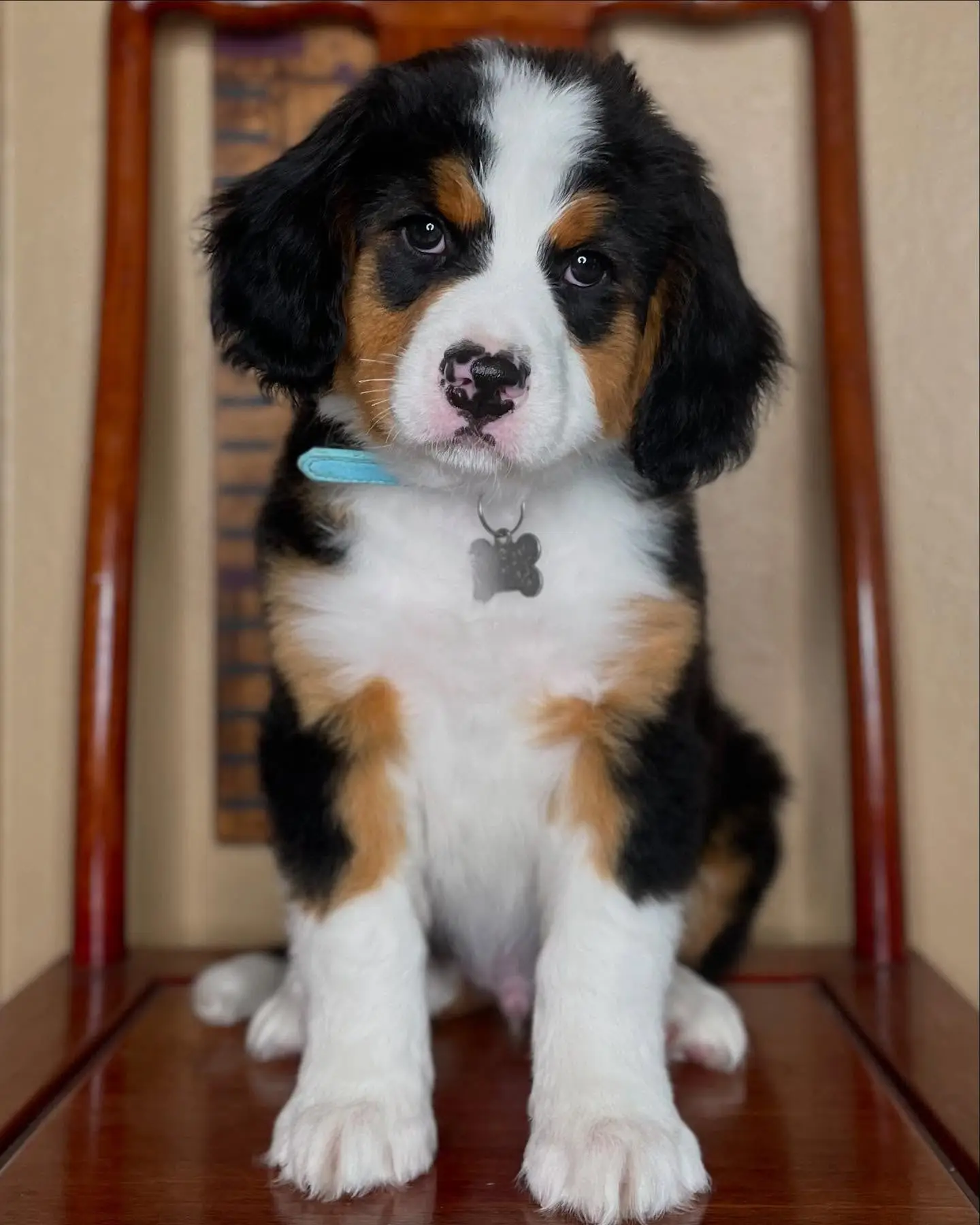 Male Bernese Mountain Dog puppy Beau ready for his forever home